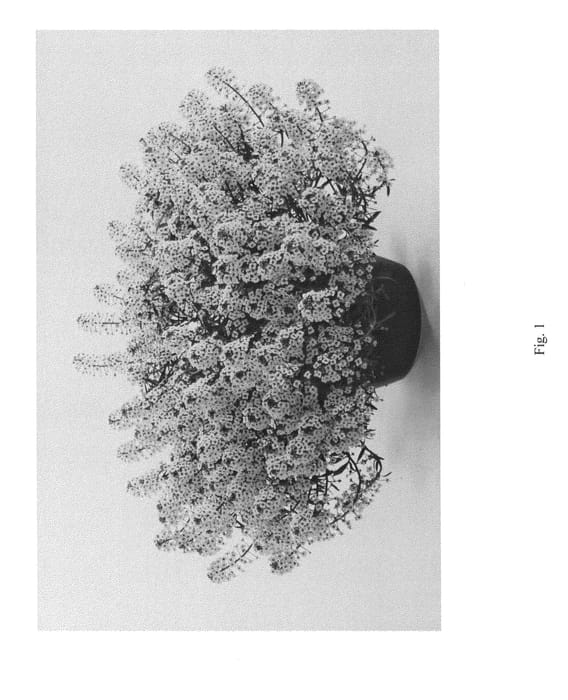 Figure 1 of US plant patent PP25142, the photograph of DLOBU20 printed in the patent.