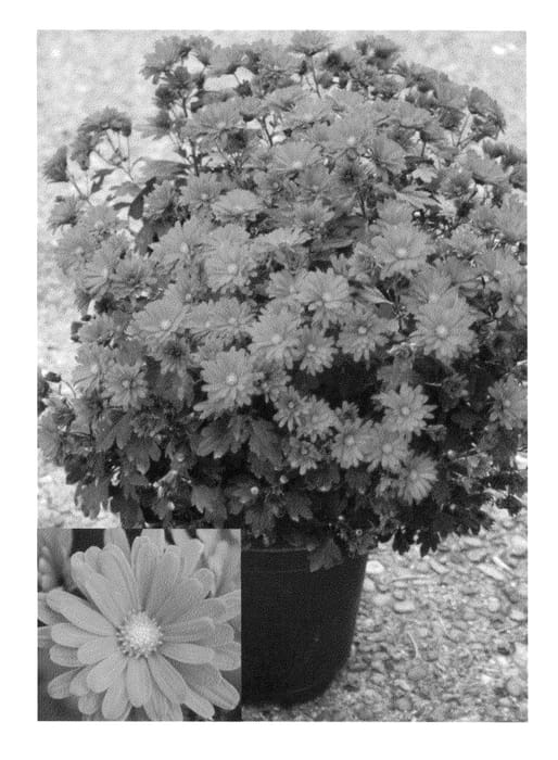 Figure 1 of US plant patent PP25143, the photograph of CIFZ0010 printed in the patent.