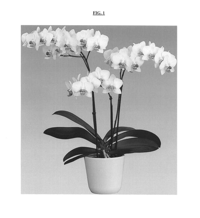 Figure 1 of US plant patent PP25144, the photograph of Sharky printed in the patent.