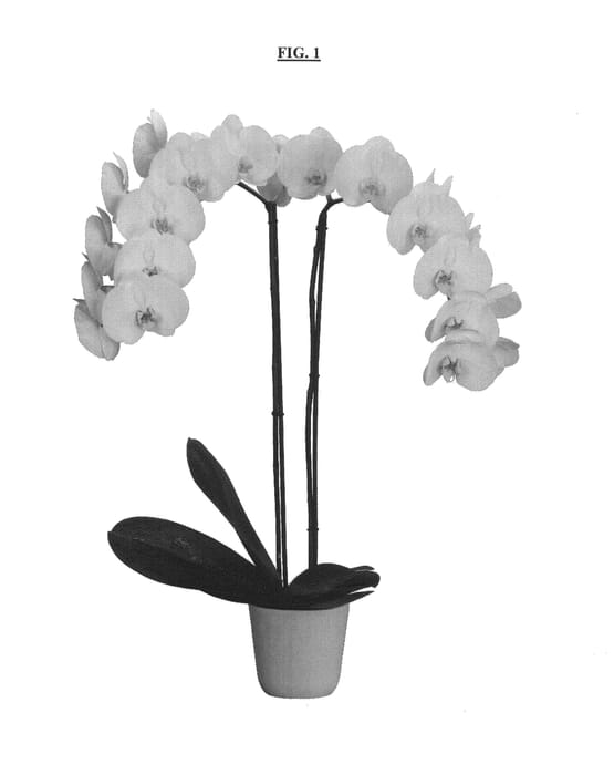 Figure 1 of US plant patent PP25145, the photograph of Snowdrop printed in the patent.