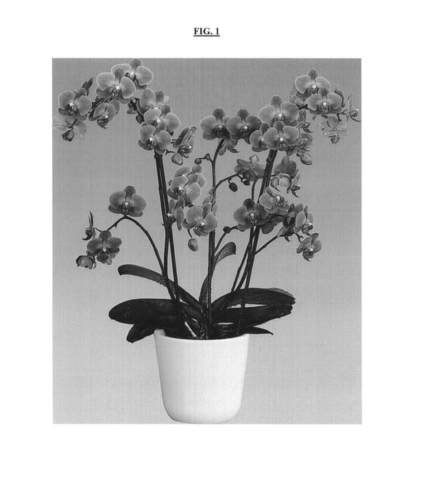 Figure 1 of US plant patent PP25146, the photograph of Ojai printed in the patent.