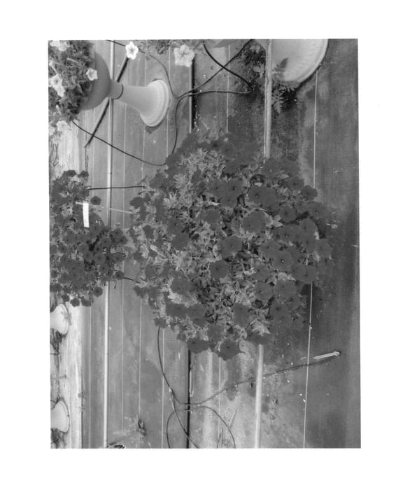 Figure 1 of US plant patent PP25147, the photograph of Keisurfputem printed in the patent.