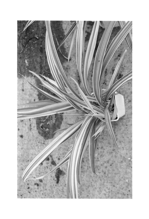Figure 1 of US plant patent PP25148, the photograph of Fortunegold printed in the patent.