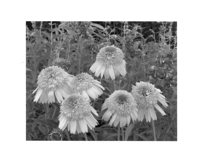 Figure 1 of US plant patent PP25149, the photograph of Meteor Yellow printed in the patent.