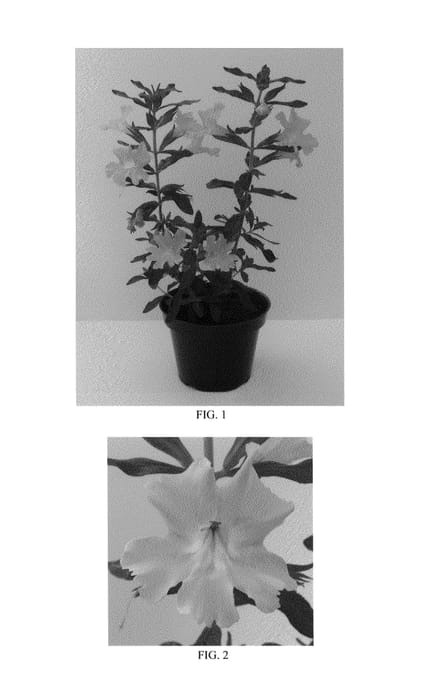 Figure 1 of US plant patent PP25150, the photograph of Bosburem printed in the patent.