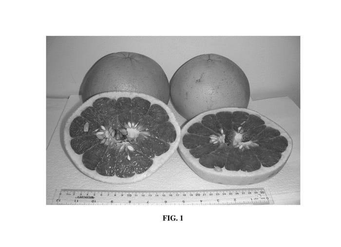 Figure 1 of US plant patent PP25151, the photograph of 5-1-99-5 printed in the patent.