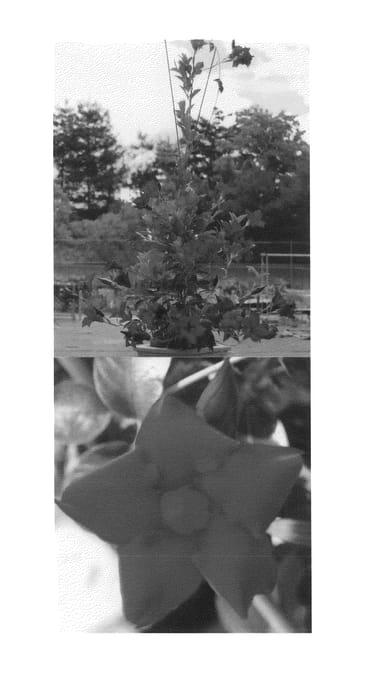Figure 1 of US plant patent PP25153, the photograph of Sunparayokore printed in the patent.