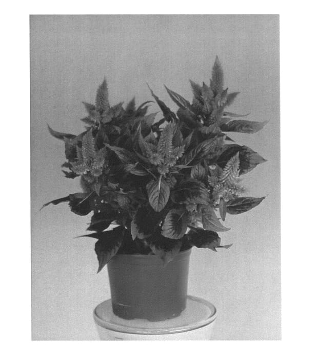 Figure 1 of US plant patent PP25154, the photograph of Zancecomfort printed in the patent.