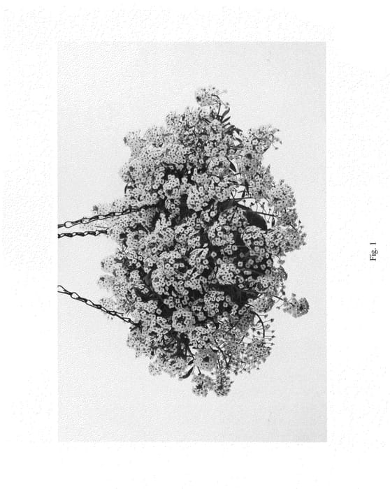 Figure 1 of US plant patent PP25155, the photograph of DLOBU21 printed in the patent.