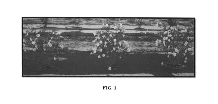 Figure 1 of US plant patent PP25156, the photograph of R10-108 printed in the patent.