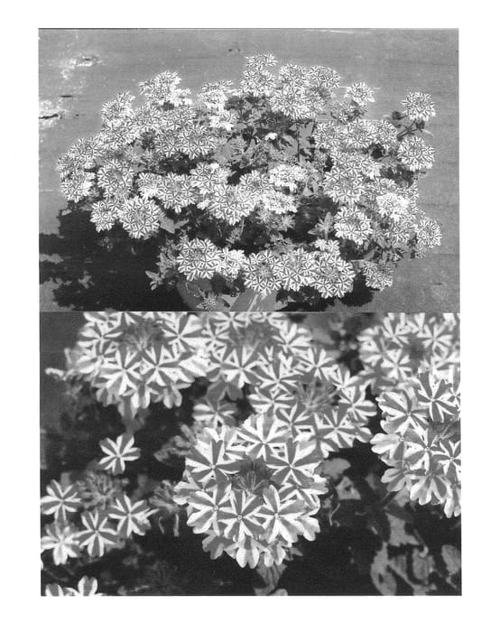 Figure 1 of US plant patent PP25157, the photograph of Sunmarirosta printed in the patent.