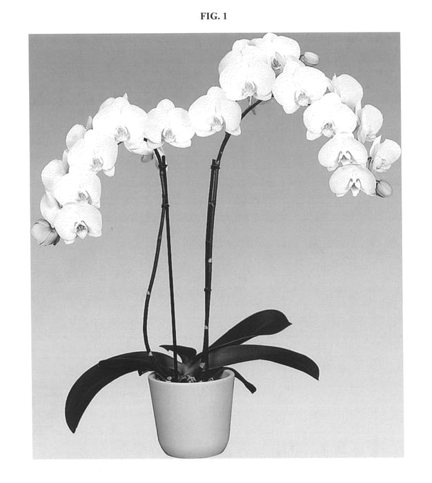Figure 1 of US plant patent PP25158, the photograph of Telluride printed in the patent.