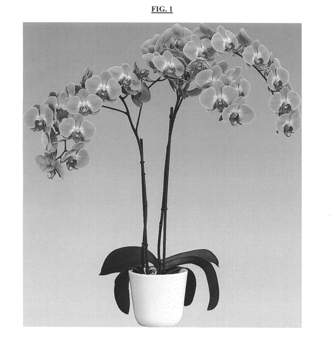 Figure 1 of US plant patent PP25159, the photograph of Flashdance printed in the patent.