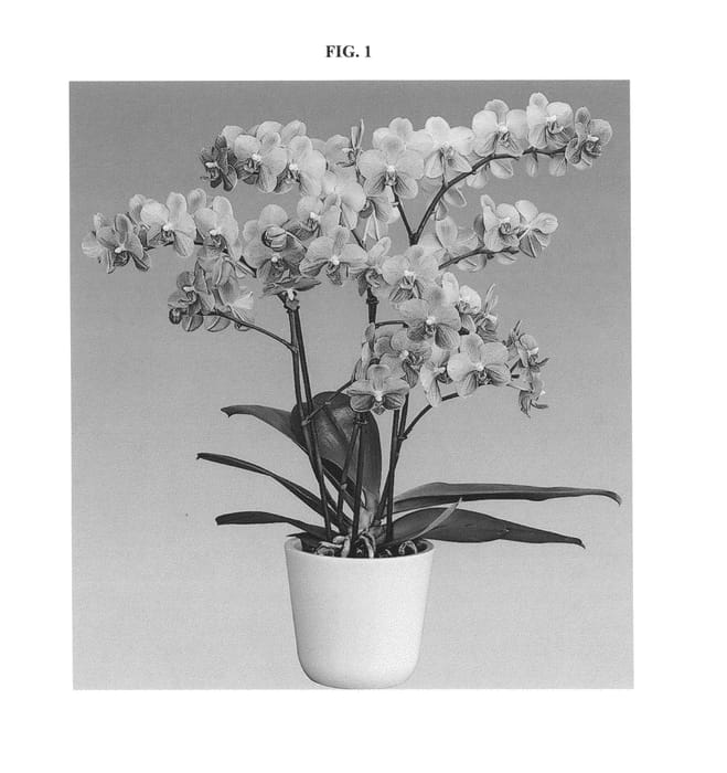 Figure 1 of US plant patent PP25160, the photograph of Grissini printed in the patent.