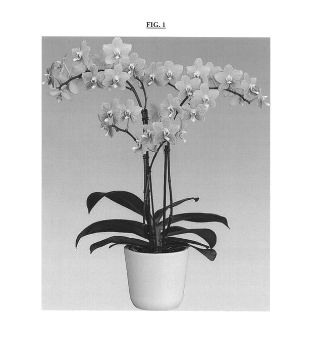 Figure 1 of US plant patent PP25161, the photograph of Auberge printed in the patent.