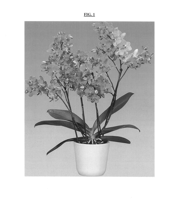 Figure 1 of US plant patent PP25162, the photograph of Palazzio printed in the patent.