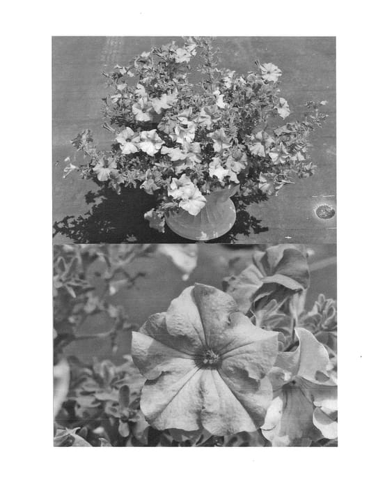 Figure 1 of US plant patent PP25163, the photograph of Sunsurf Skytatsu printed in the patent.