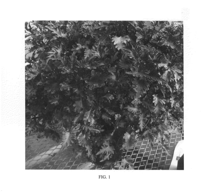 Figure 1 of US plant patent PP25164, the photograph of H67 printed in the patent.
