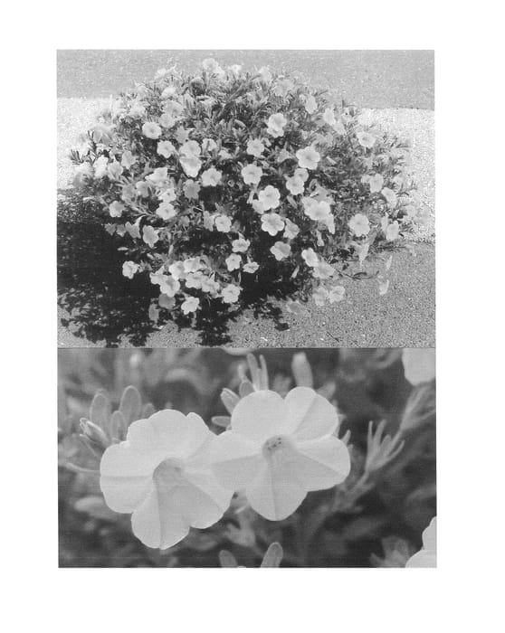 Figure 1 of US plant patent PP25165, the photograph of Sunbel 8571 printed in the patent.