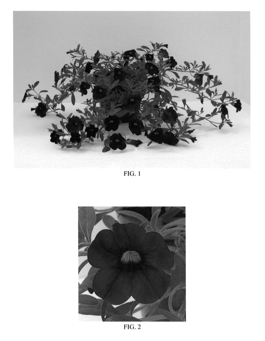 Figure 1 of US plant patent PP25166, the photograph of Balcabpurim printed in the patent.