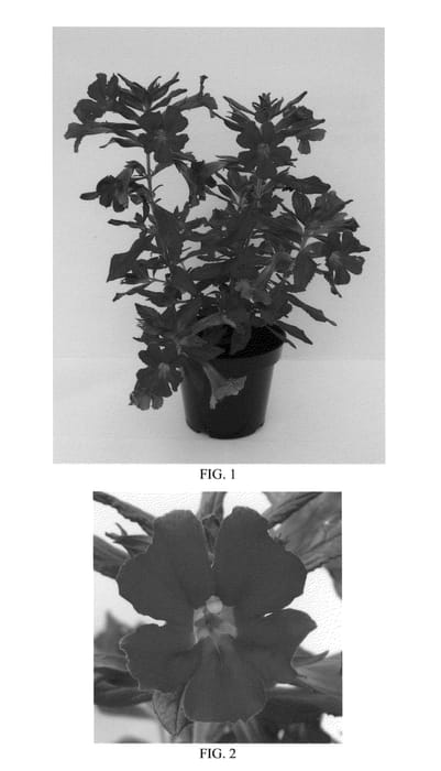 Figure 1 of US plant patent PP25167, the photograph of Bosburber printed in the patent.