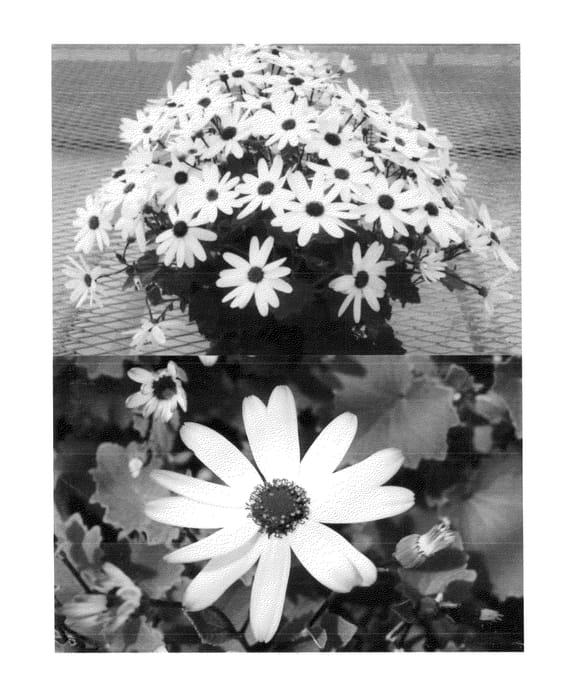 Figure 1 of US plant patent PP25168, the photograph of Sunsenehobume printed in the patent.