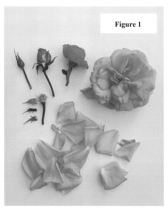 Figure 1 of US plant patent PP25169, the photograph of Poulnap002 printed in the patent.