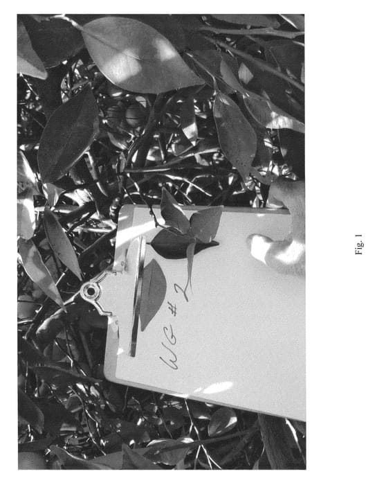 Figure 1 of US plant patent PP25170, the photograph of WG 02 printed in the patent.