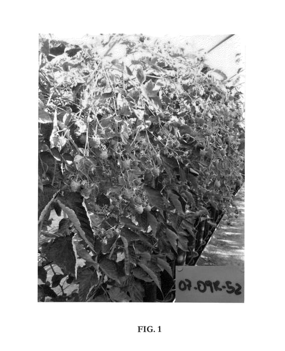 Figure 1 of US plant patent PP25171, the photograph of Lupita printed in the patent.