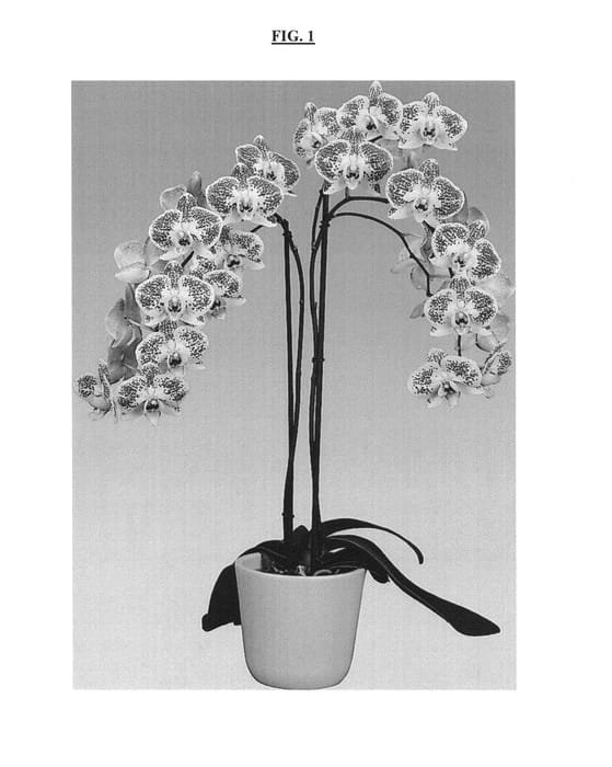 Figure 1 of US plant patent PP25172, the photograph of mystery printed in the patent.