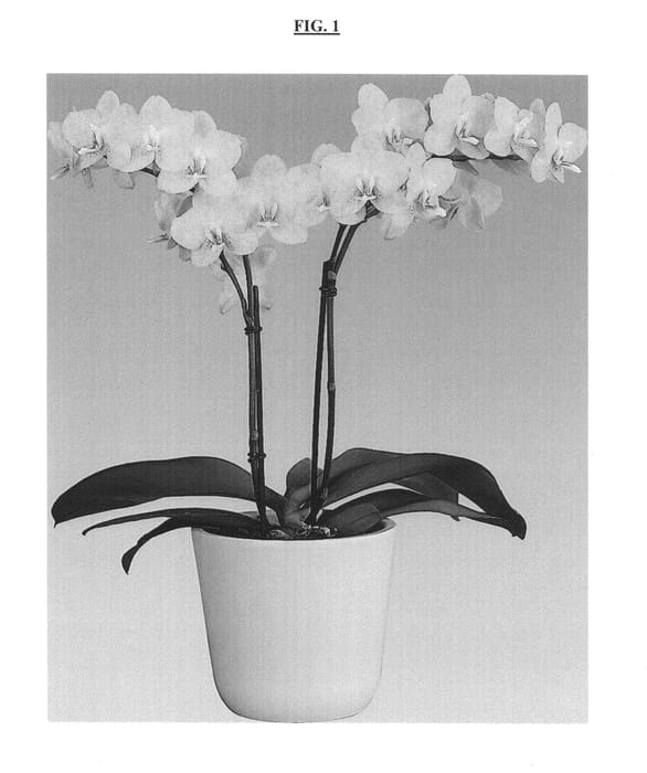 Figure 1 of US plant patent PP25173, the photograph of Starshine printed in the patent.