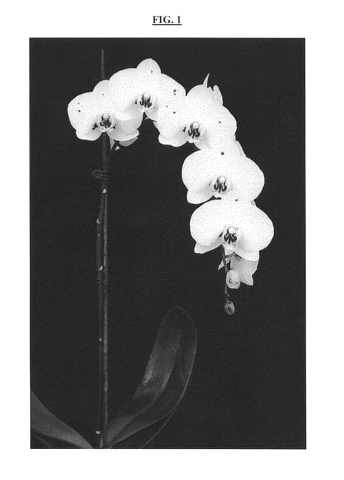 Figure 1 of US plant patent PP25174, the photograph of Deep Lake printed in the patent.