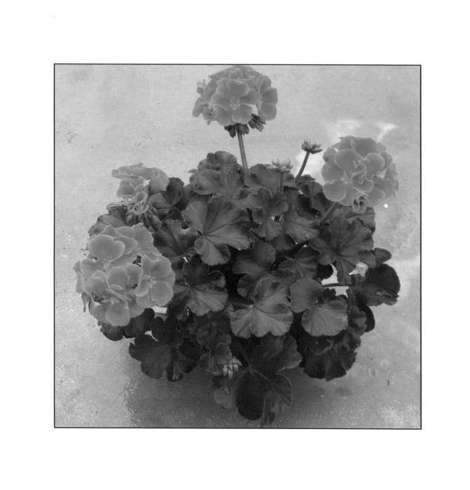 Figure 1 of US plant patent PP25175, the photograph of PEQZ0006 printed in the patent.