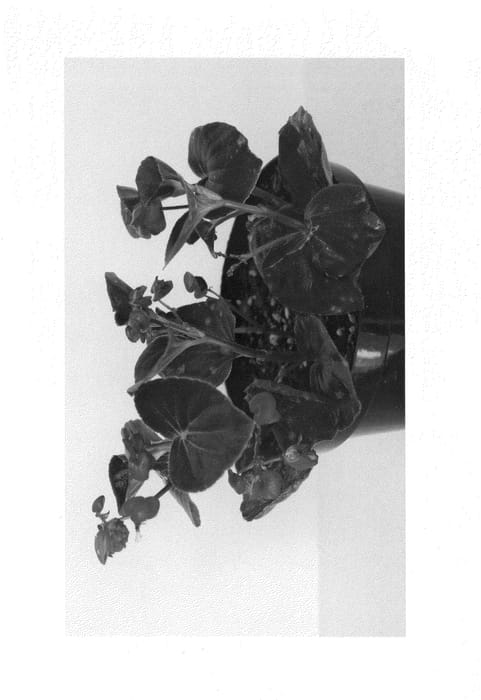 Figure 1 of US plant patent PP25176, the photograph of BGDCR21-0 printed in the patent.