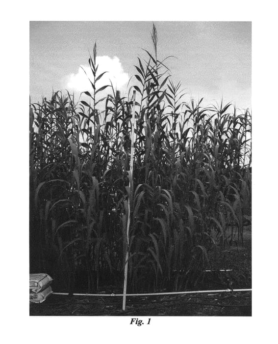 Figure 1 of US plant patent PP25177, the photograph of Nile Fiber printed in the patent.