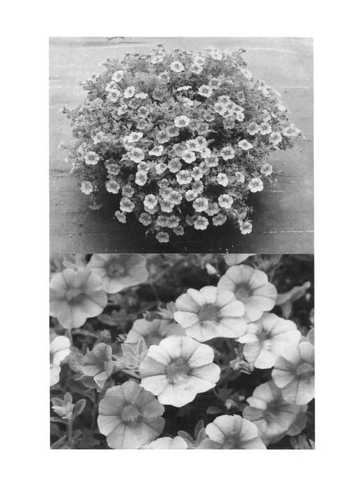 Figure 1 of US plant patent PP25178, the photograph of Sunbel 208 printed in the patent.