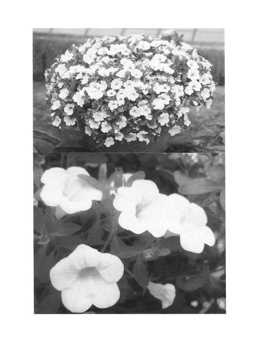 Figure 1 of US plant patent PP25179, the photograph of Sunbelku 3382 printed in the patent.