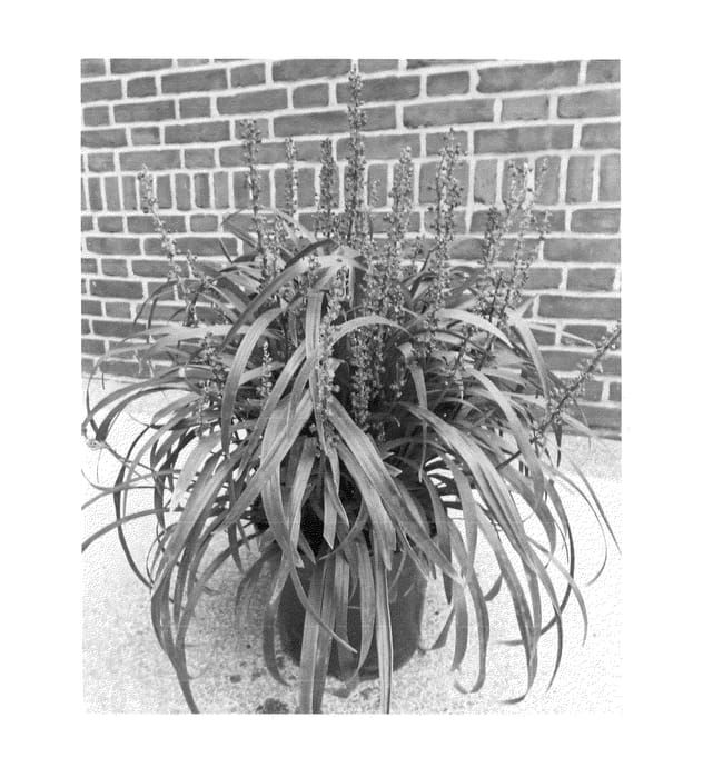 Figure 1 of US plant patent PP25180, the photograph of ET-LIR 1 printed in the patent.