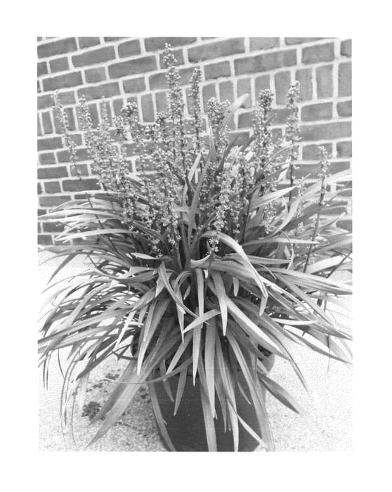 Figure 1 of US plant patent PP25181, the photograph of ET-LIR 2 printed in the patent.