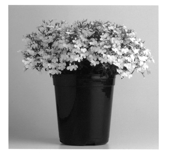 Figure 1 of US plant patent PP25182, the photograph of KLELE12473 printed in the patent.