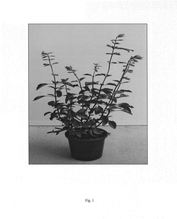 Figure 1 of US plant patent PP25183, the photograph of SAL010-1 printed in the patent.