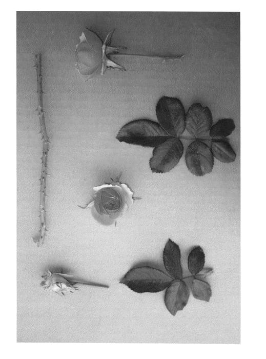 Figure 1 of US plant patent PP25184, the photograph of U.F.O printed in the patent.