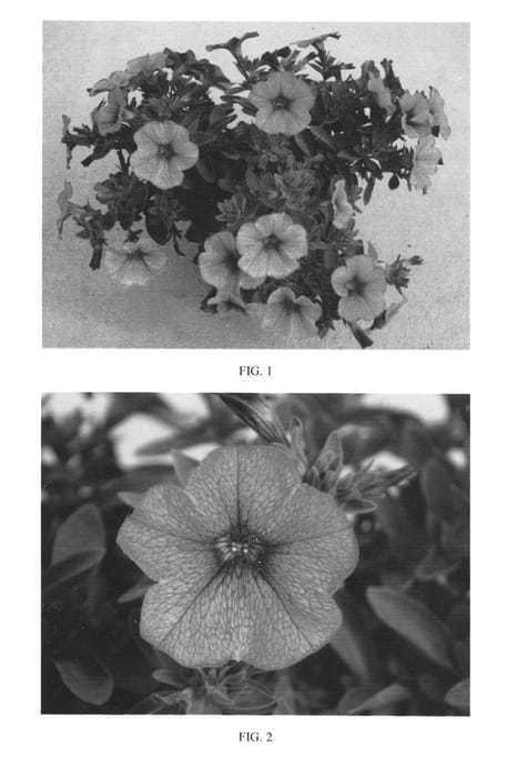 Figure 1 of US plant patent PP25185, the photograph of SAKPXC010 printed in the patent.