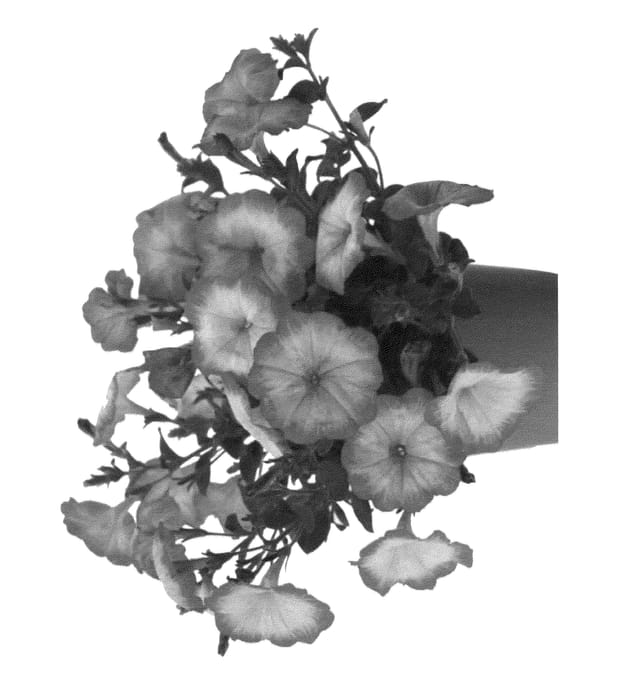 Figure 1 of US plant patent PP25186, the photograph of Fipetparpunch printed in the patent.