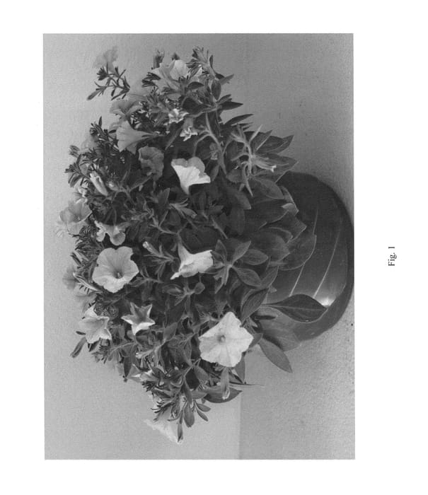 Figure 1 of US plant patent PP25187, the photograph of PBLYG39-0 printed in the patent.