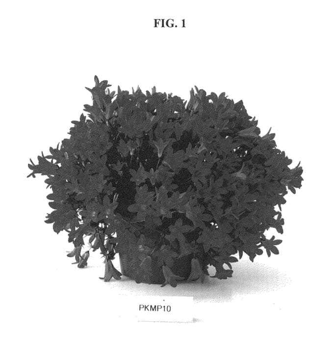 Figure 1 of US plant patent PP25188, the photograph of PKMP10 printed in the patent.