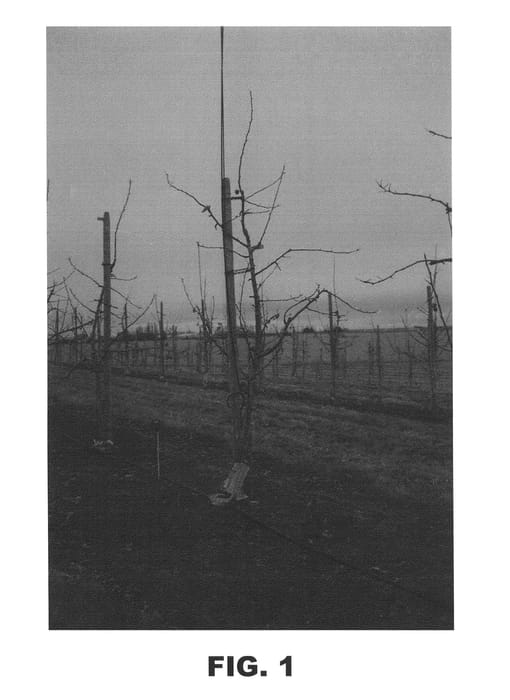 Figure 1 of US plant patent PP25189, the photograph of Regal 13-82 printed in the patent.