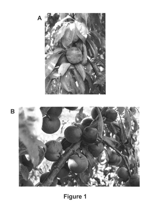Figure 1 of US plant patent PP25190, the photograph of LRP40A printed in the patent.