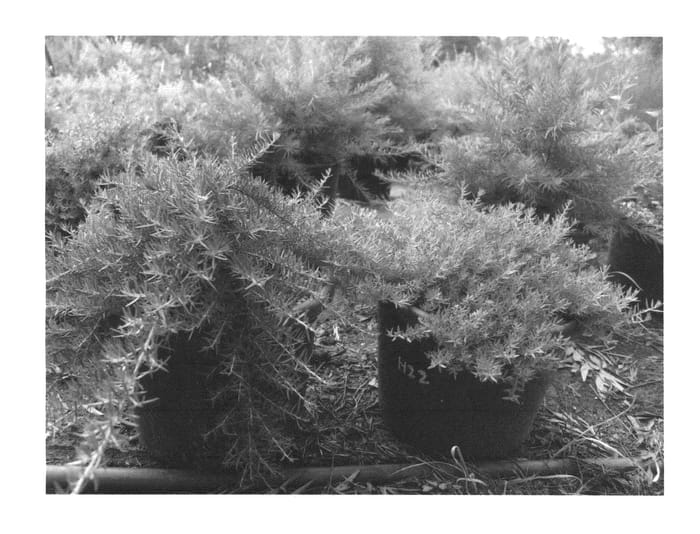 Figure 1 of US plant patent PP25191, the photograph of H22 printed in the patent.