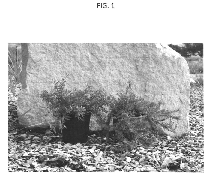 Figure 1 of US plant patent PP25192, the photograph of TWD01 printed in the patent.